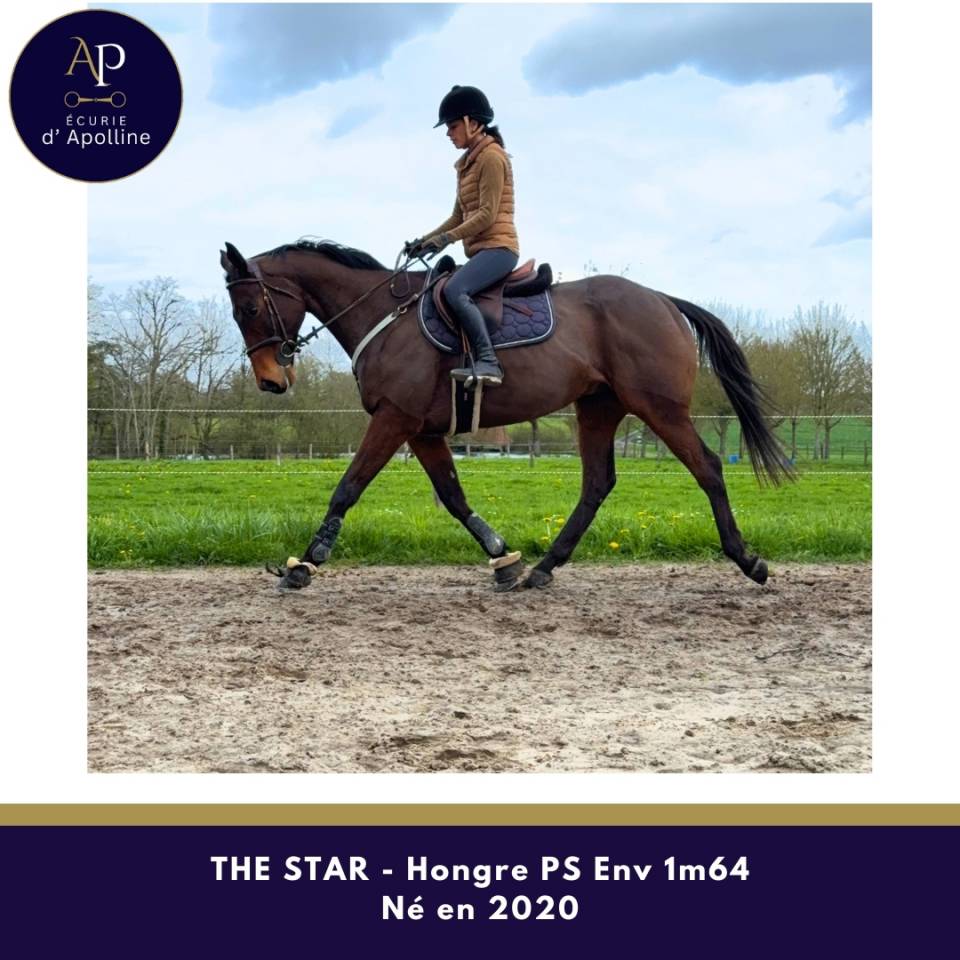 Caballo castrado Pura Sangre En venta 2020 Bayo