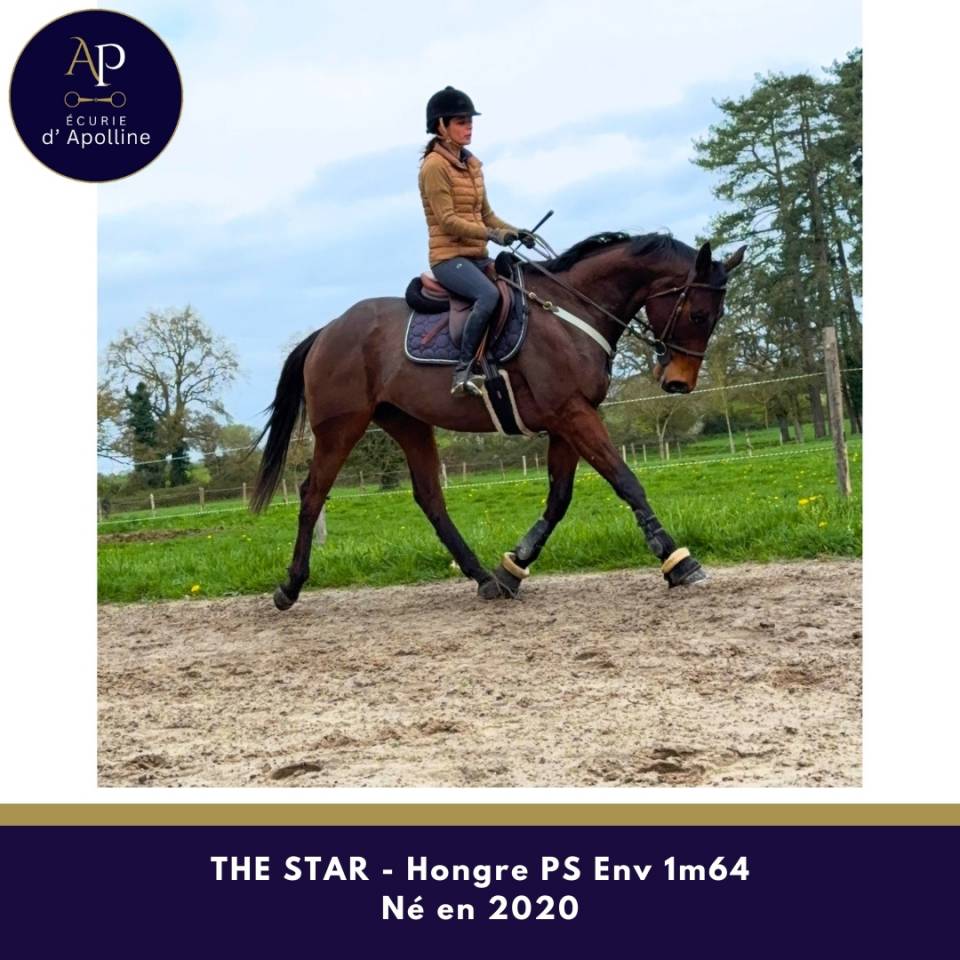 Caballo castrado Pura Sangre En venta 2020 Bayo