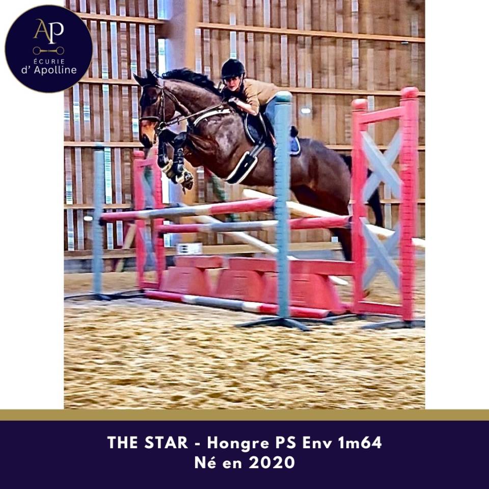 Caballo castrado Pura Sangre En venta 2020 Bayo