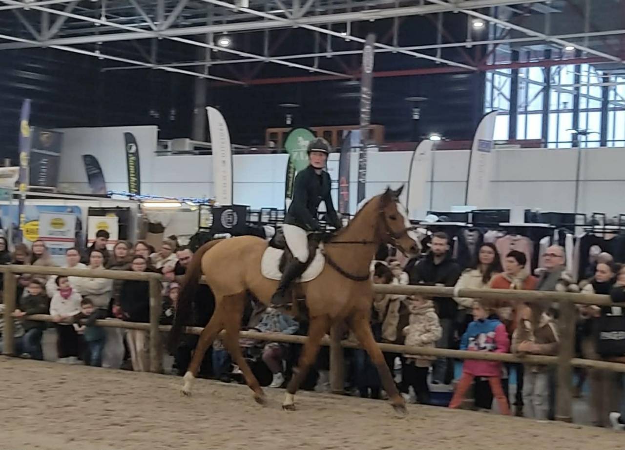 Caballo castrado Pura Sangre En venta 2019 Alaz&aacute;n