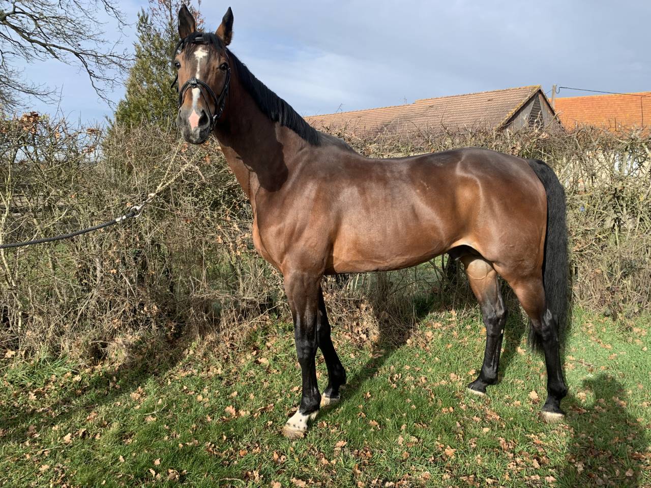 TEAM DU TEMPLE - Silla Franc&eacute;s 2007 por FOR PLEASURE