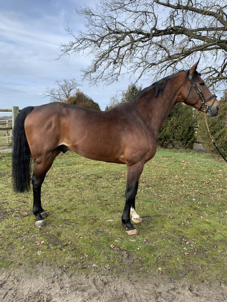 TEAM DU TEMPLE - Silla Franc&eacute;s 2007 por FOR PLEASURE