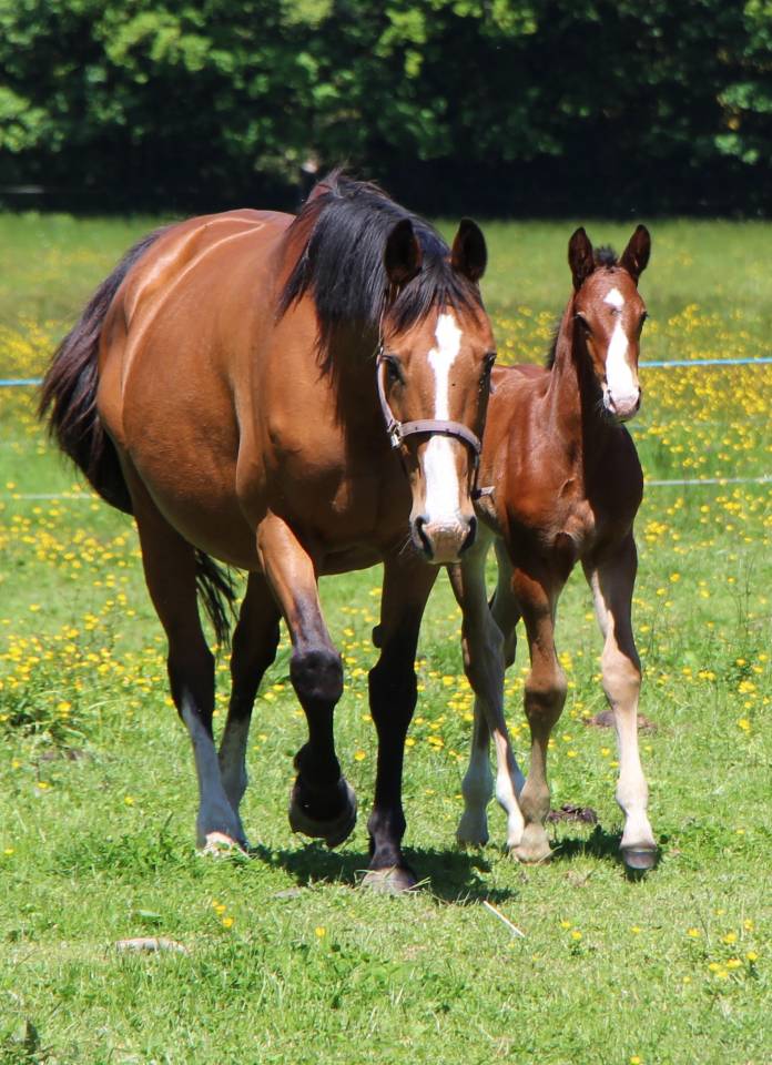 Potro Silla Franc&eacute;s En venta 2025 Bayo