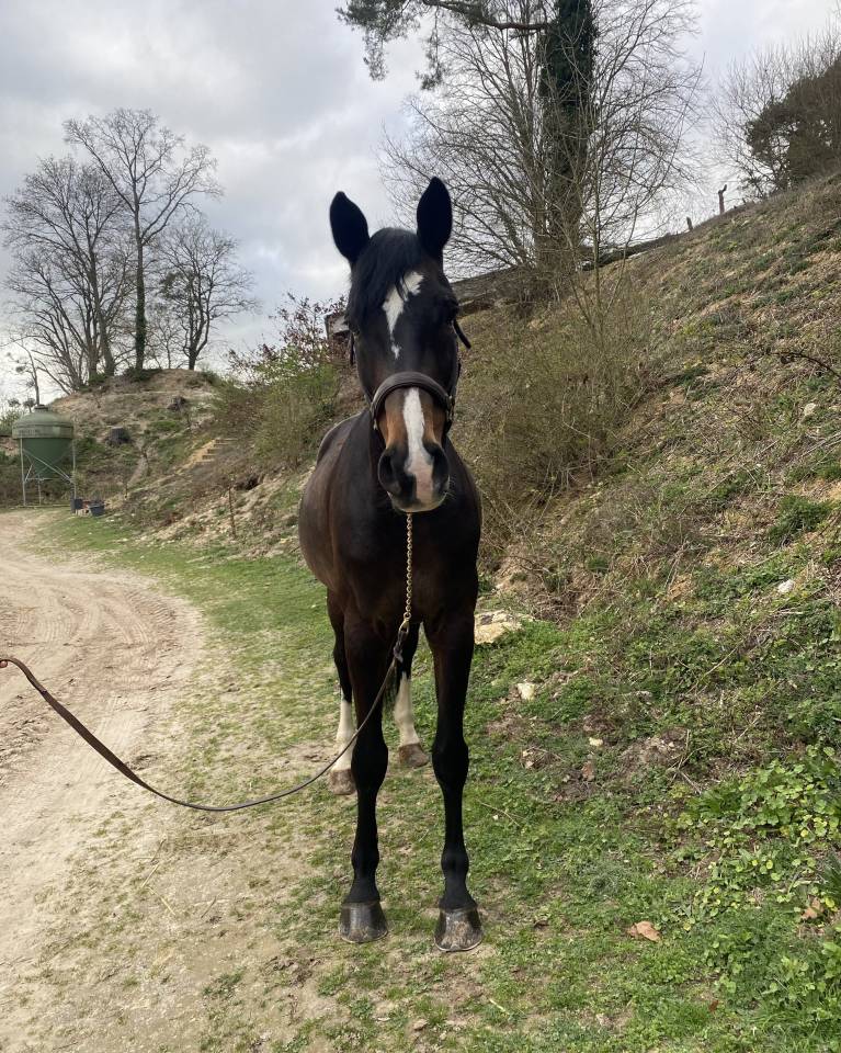 Caballo castrado Zangersheide En venta 2015 Bayo moreno