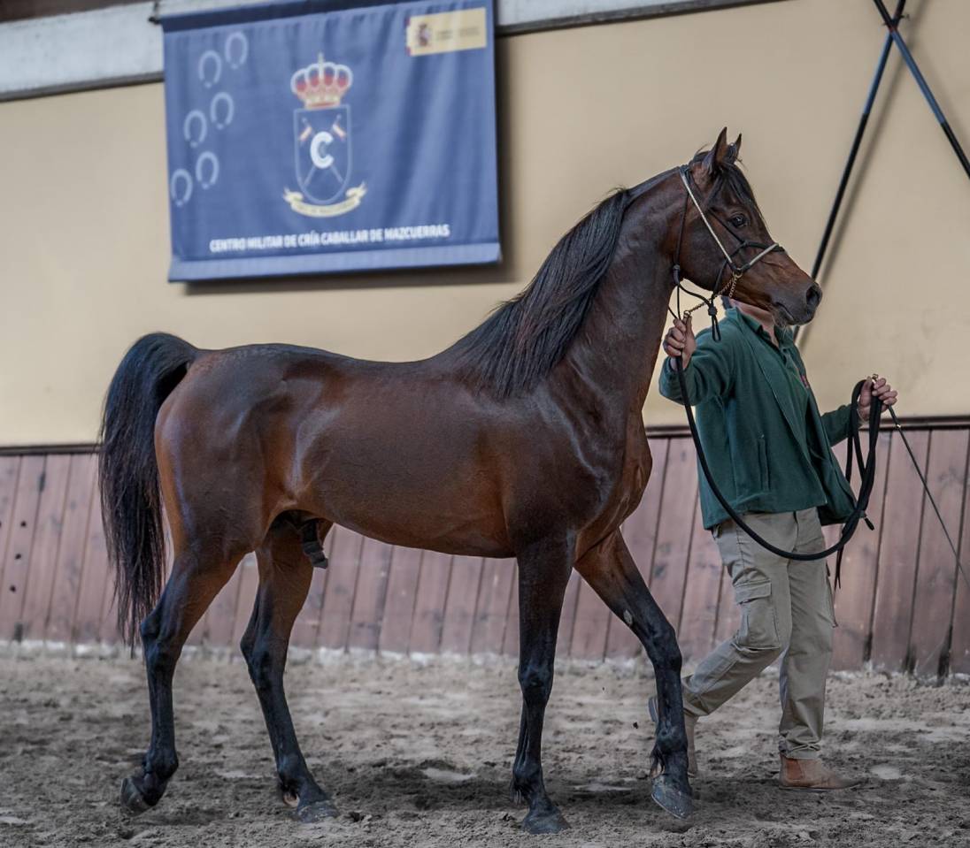 Eminem Mandorlati  - Arabe 2013 por Gai El Jullyen