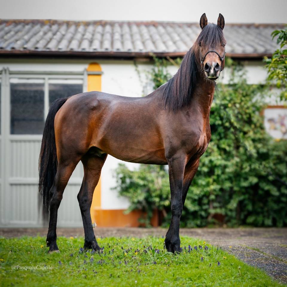 Eminem Mandorlati  - Arabe 2013 por Gai El Jullyen