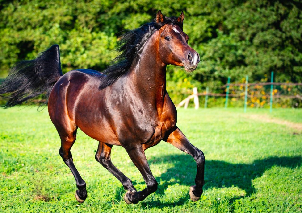 Eminem Mandorlati  - Arabe 2013 por Gai El Jullyen