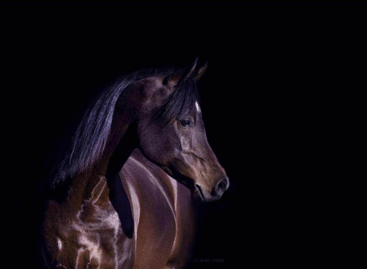 Eminem Mandorlati  - Arabe 2013 por Gai El Jullyen