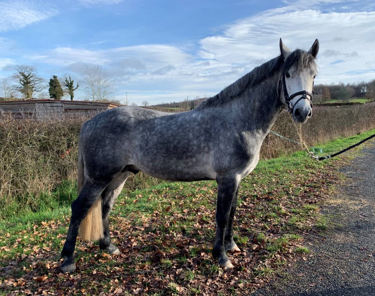 GALION DE MINUIT - Connemara 2016 por GRANIT'BOY PONDI