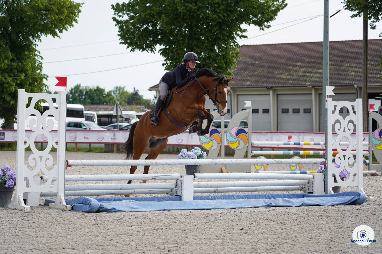 Caballo castrado PFS Poni Fran&ccedil;&eacute;s de Silla En venta 2021 Bayo por Eye Catcher de Lourcq