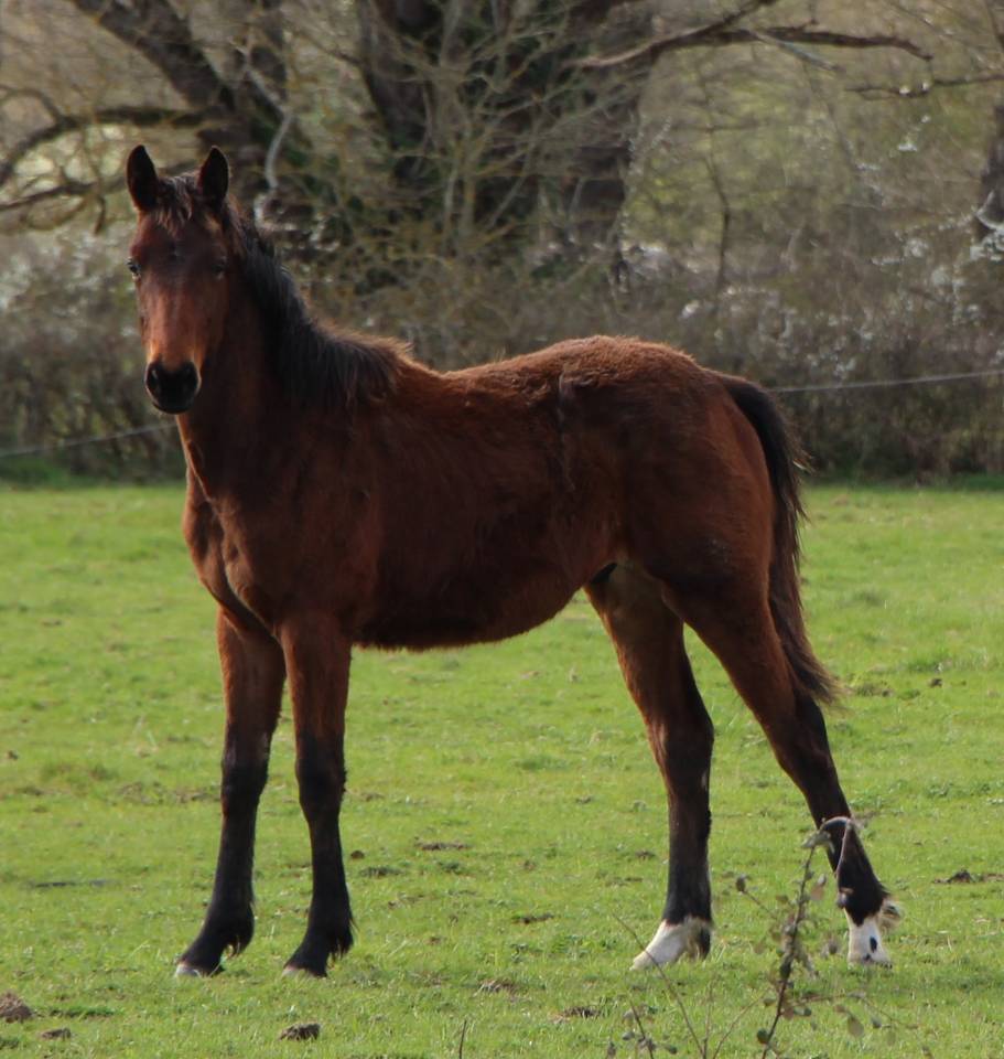 Potro Silla Franc&eacute;s En venta 2025 Bayo