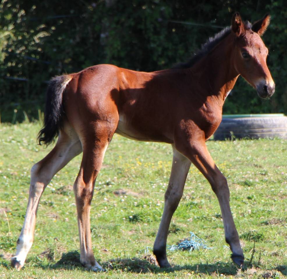 Potro Silla Franc&eacute;s En venta 2025 Bayo