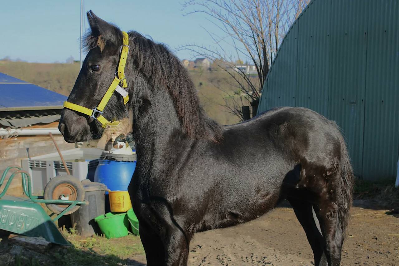 Potranca Caballo de Deporte Frison En venta 2025 Negro por Tiede501