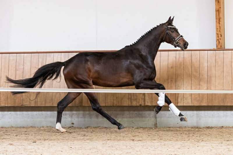 Yegua Oldenburgu&eacute;s En venta 2019 Bayo por Kremlin md