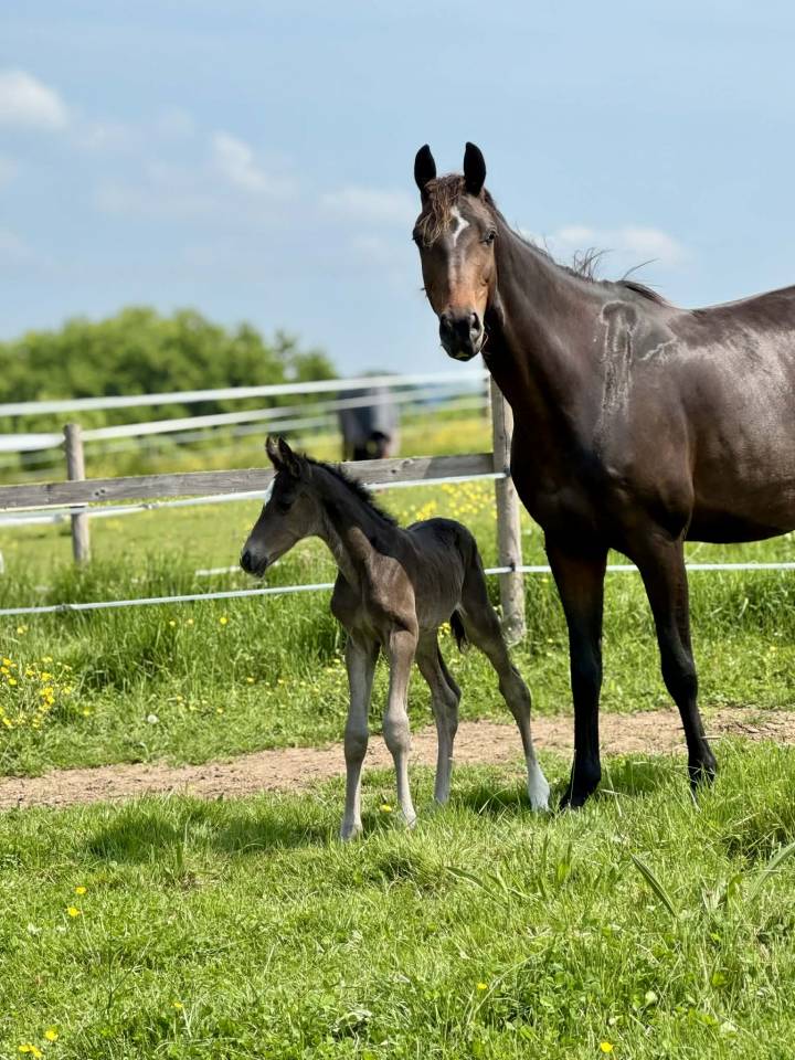 Yegua Oldenburgu&eacute;s En venta 2019 Bayo por Kremlin md