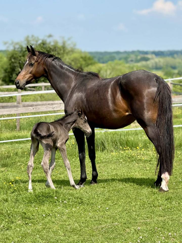 Yegua Oldenburgu&eacute;s En venta 2019 Bayo por Kremlin md