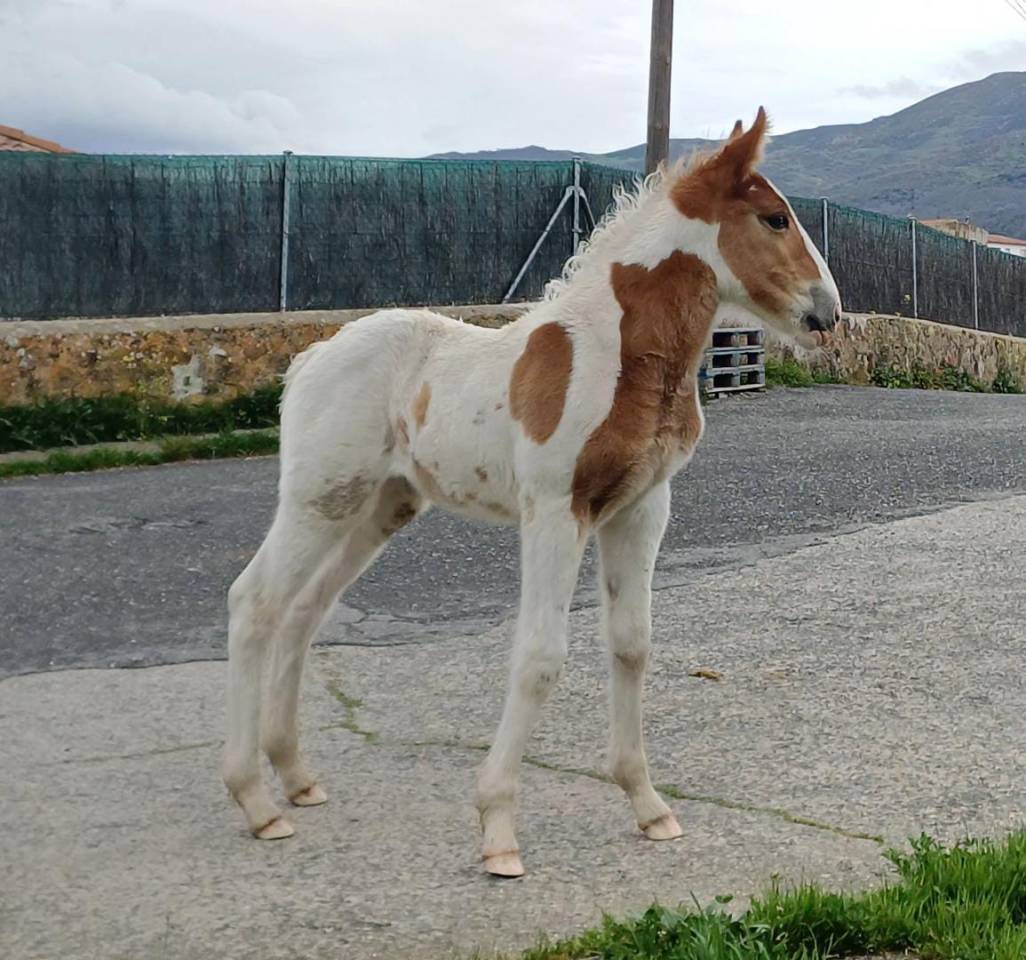  semental pio para montas
