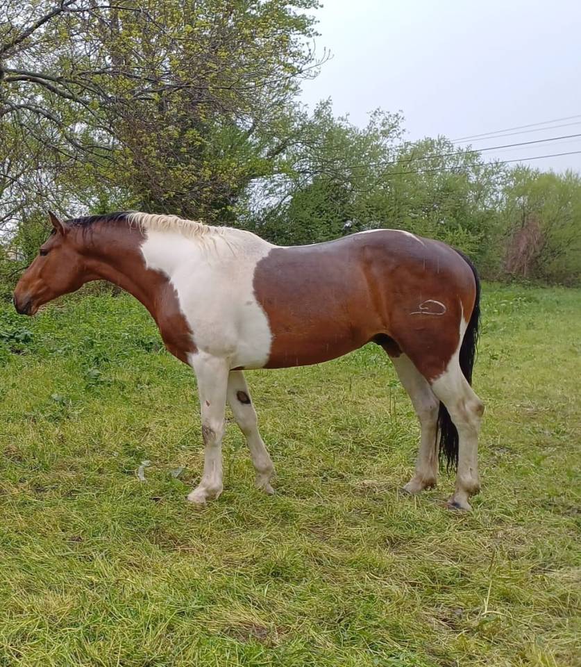 semental pio para montas