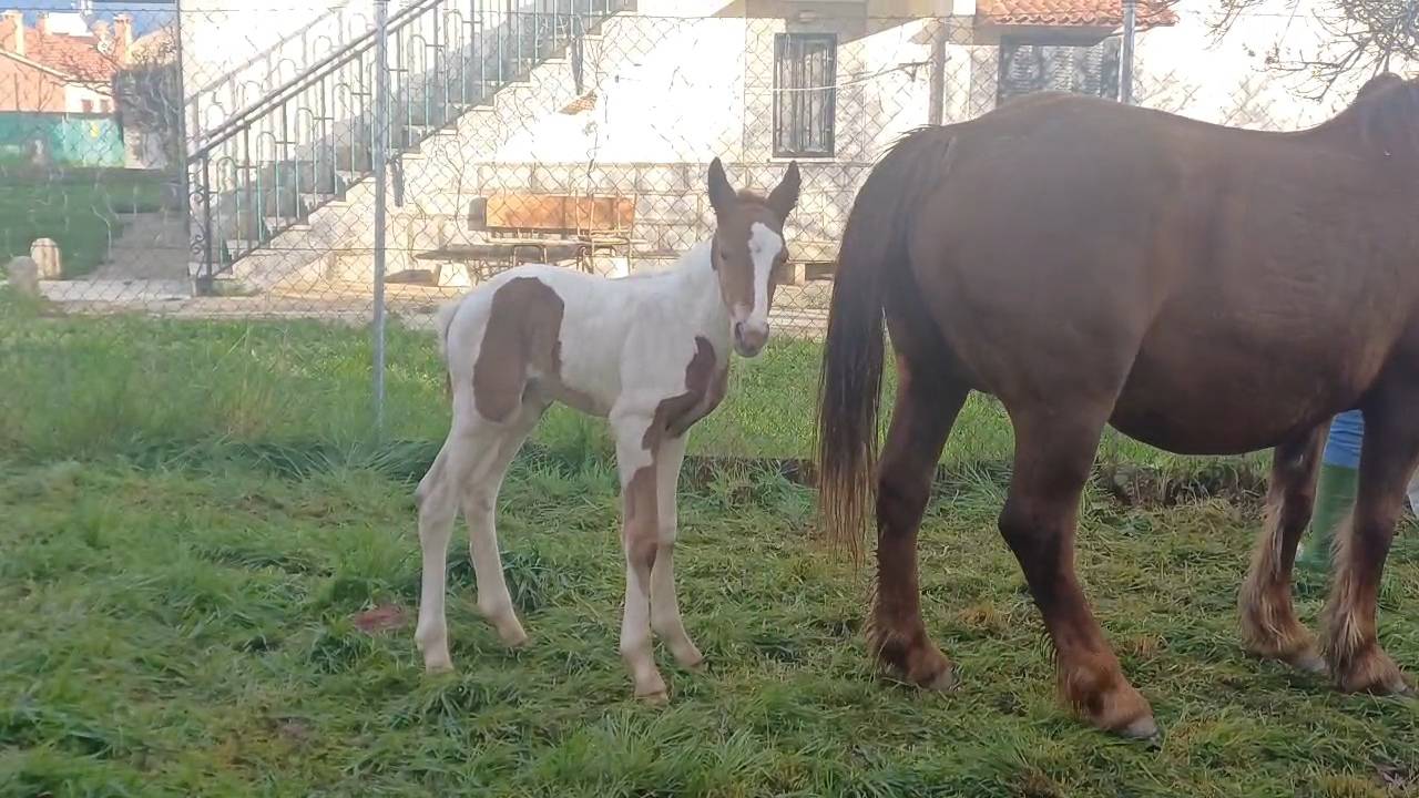  semental pio para montas