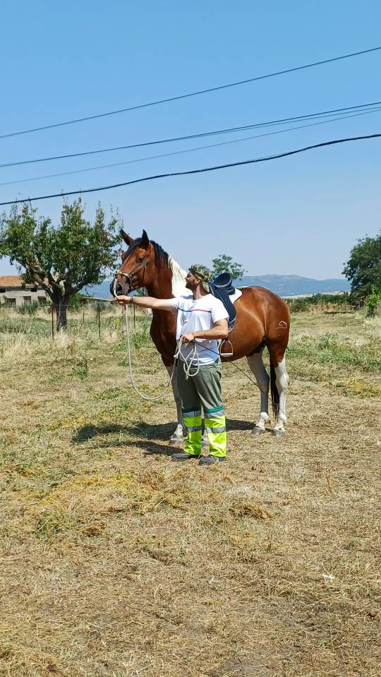  semental pio para montas