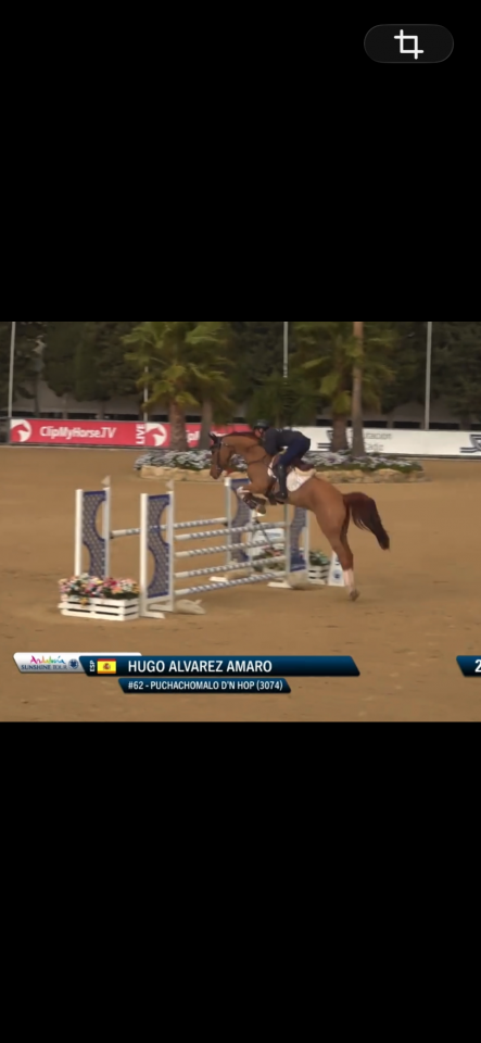 Caballo joven de 6 a&ntilde;os 