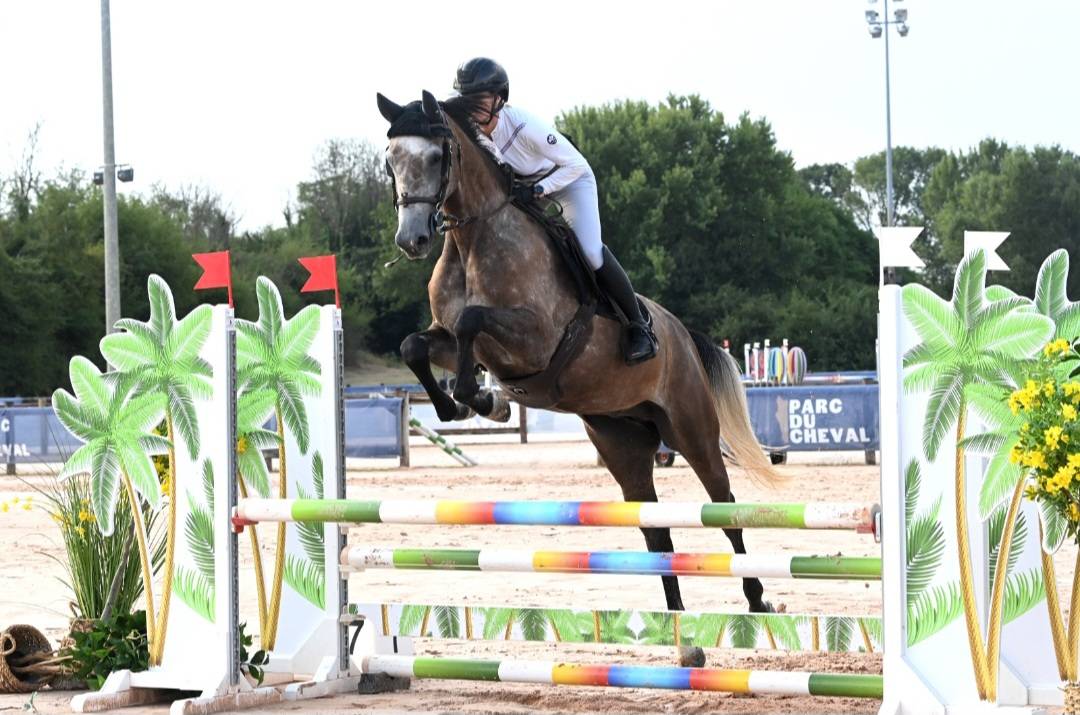 Yegua Silla Franc&eacute;s En venta 2022 Tordo por Cooper VD Heffnick 