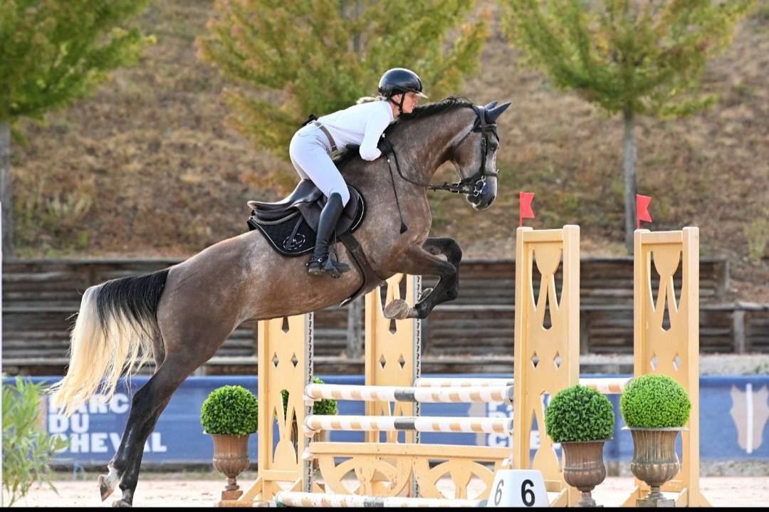 Yegua Silla Franc&eacute;s En venta 2022 Tordo por Cooper VD Heffnick 