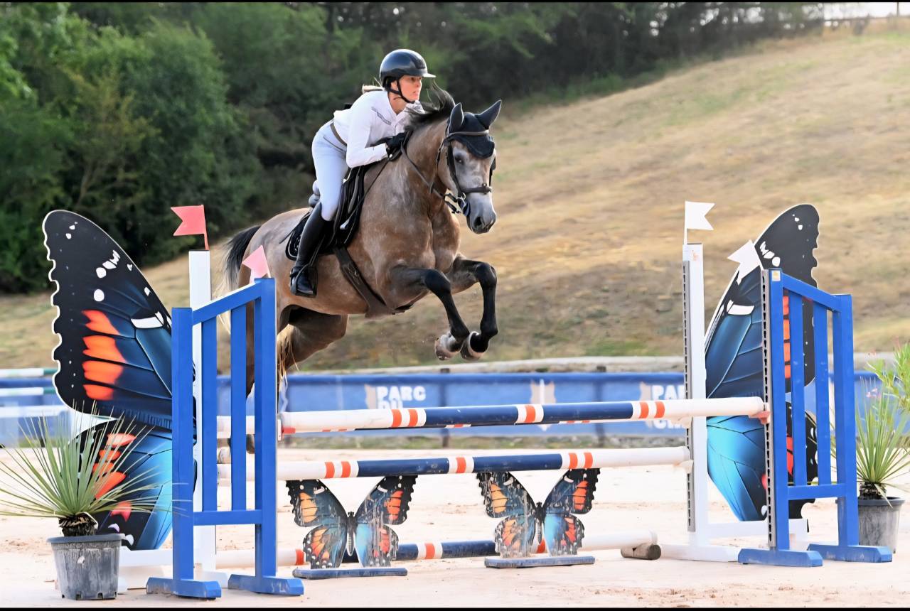 Yegua Silla Franc&eacute;s En venta 2022 Tordo por Cooper VD Heffnick 