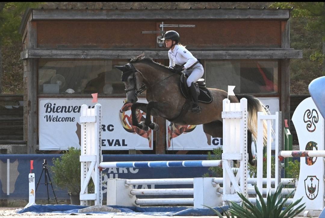 Yegua Silla Franc&eacute;s En venta 2022 Tordo por Cooper VD Heffnick 