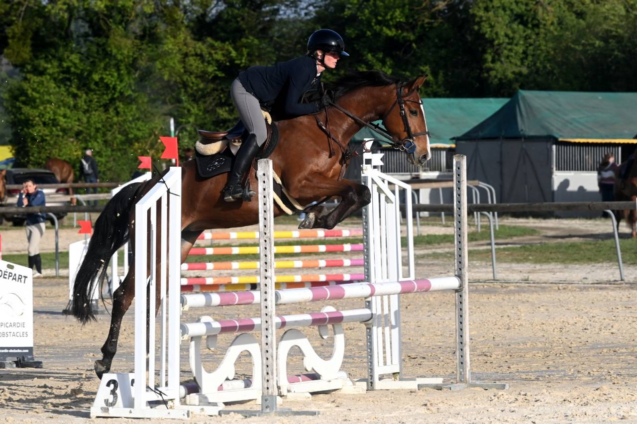 Yegua Silla Franc&eacute;s En venta 2022 Bayo por Cooper VDH Heffnick 