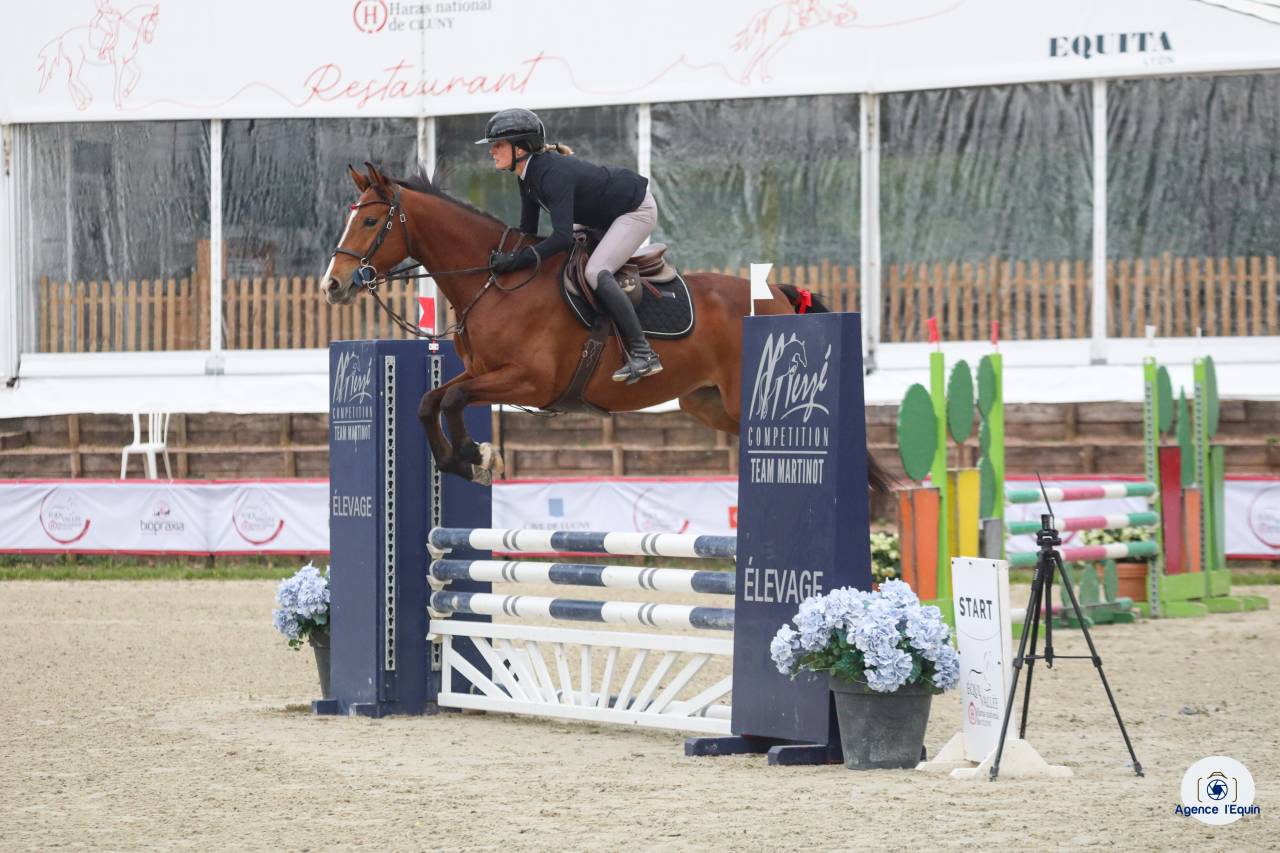 Yegua Silla Franc&eacute;s En venta 2022 Bayo por Cooper VDH Heffnick 