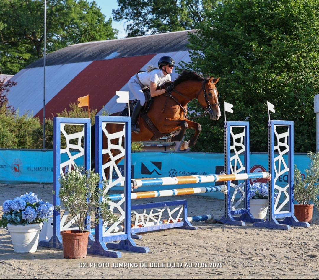 Yegua Silla Franc&eacute;s En venta 2022 Bayo por Cooper VDH Heffnick 