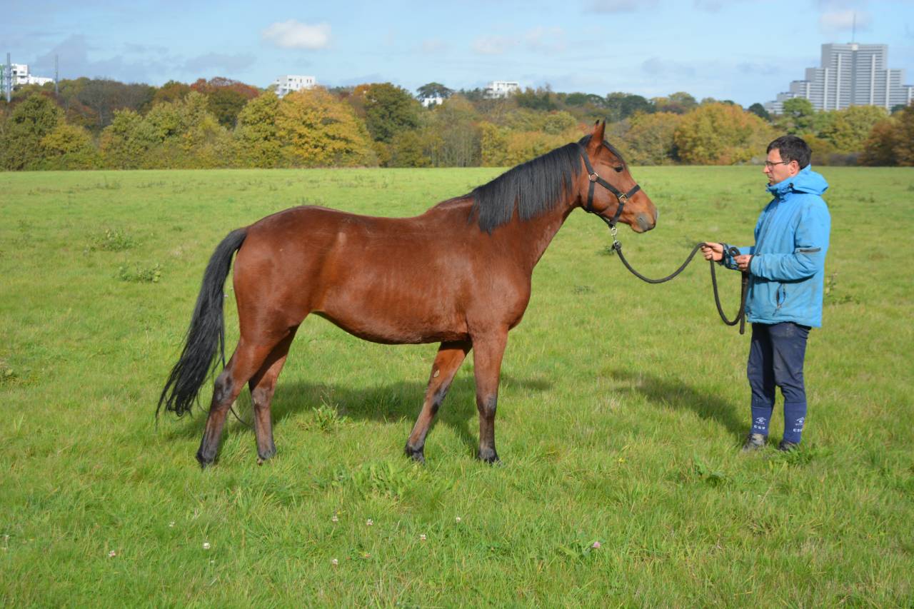 Yegua Origine Constat&eacute;e En venta 2021 Bayo