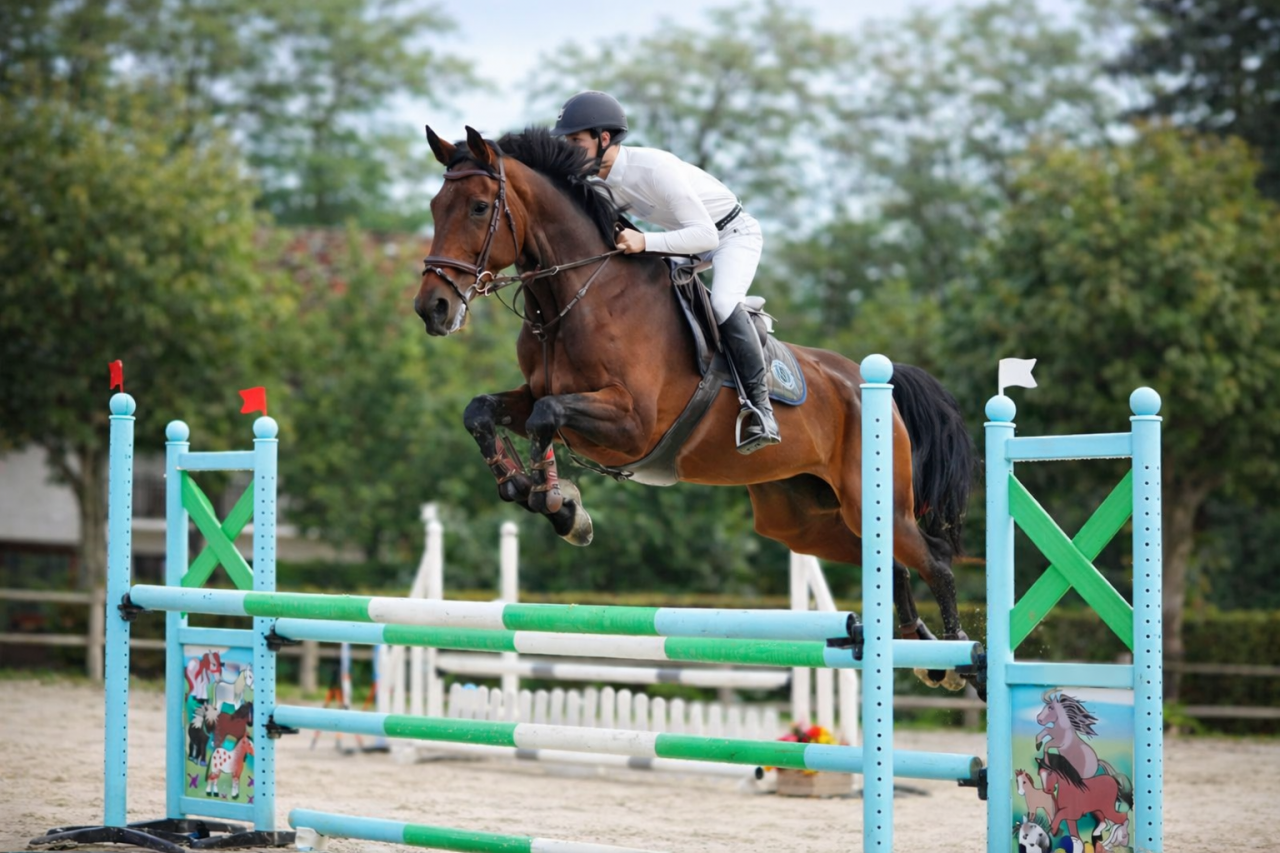 Yegua Zangersheide En venta 2011 Bayo