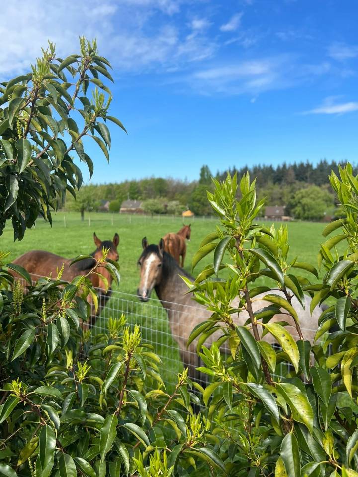 Caballerizo, Acaballaderos - Contrato temporal Tiempo completo - Li&egrave;ge B&eacute;lgica