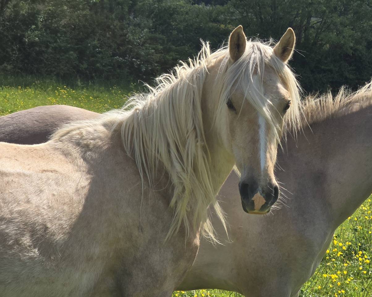 Yegua Welsh Poni (Secci&oacute;n D), Welsh Cob  En venta 2023 Palomino por Just a breeze Kiba
