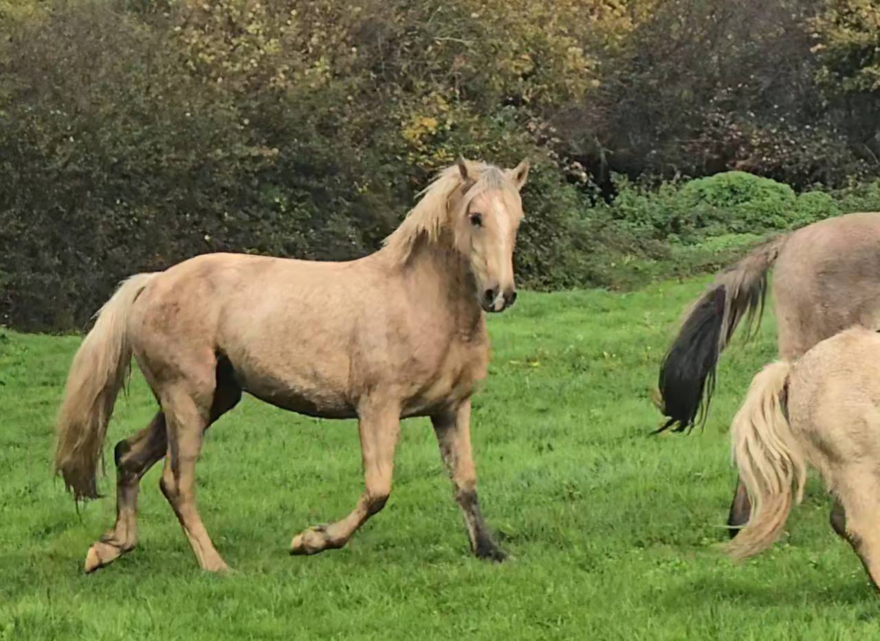 Yegua Welsh Poni (Secci&oacute;n D), Welsh Cob  En venta 2023 Palomino por Just a breeze Kiba
