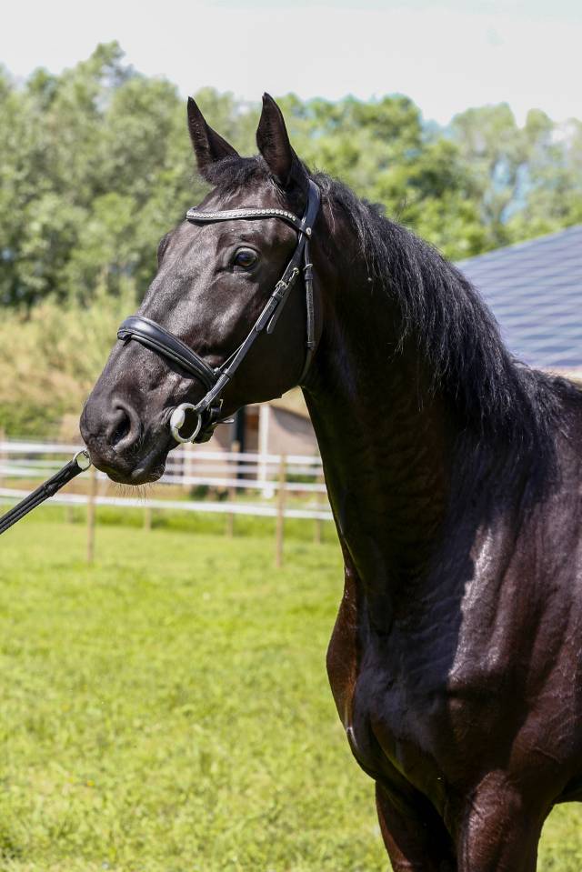 Caballo castrado KWPN Caballo de Deporte Neerland&eacute;s En venta 2020 Negro