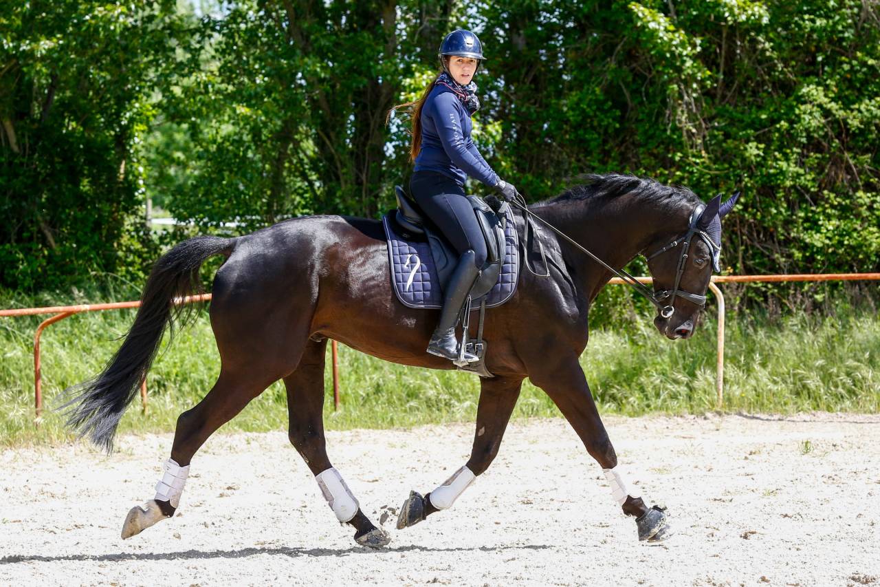 Caballo castrado KWPN Caballo de Deporte Neerland&eacute;s En venta 2020 Negro