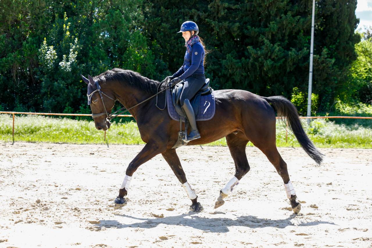 Caballo castrado KWPN Caballo de Deporte Neerland&eacute;s En venta 2020 Negro