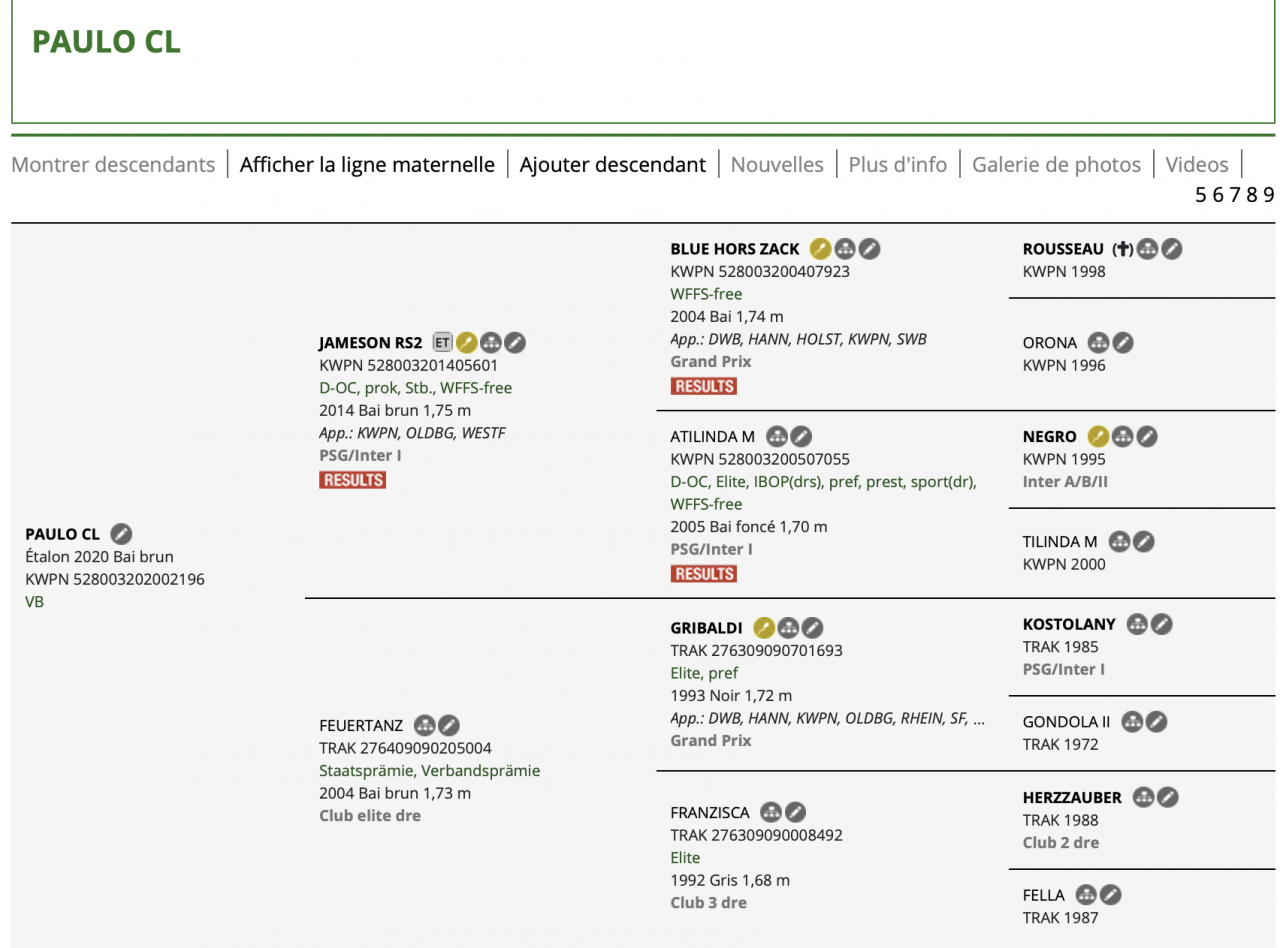 Caballo castrado KWPN Caballo de Deporte Neerland&eacute;s En venta 2020 Negro
