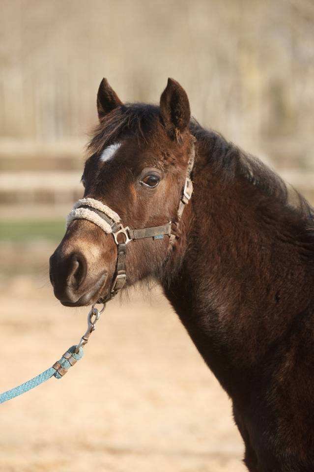 Caballo castrado New Forest En venta 2025 Isabelo por L'ancelot du m&eacute;nage