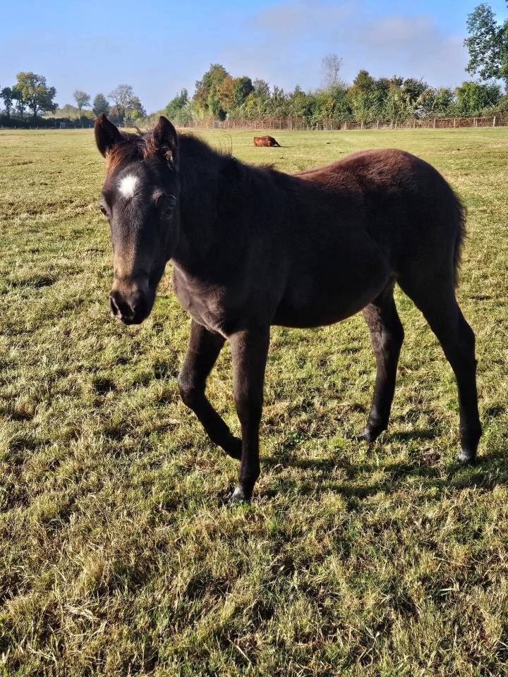 Caballo castrado New Forest En venta 2025 Isabelo por L'ancelot du m&eacute;nage