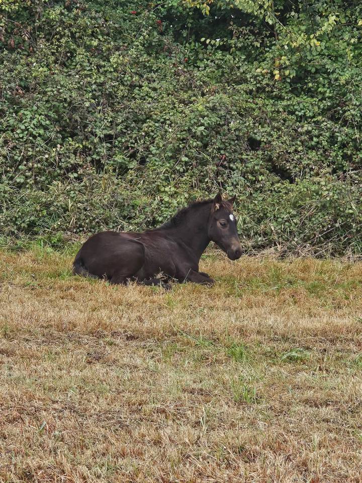 Caballo castrado New Forest En venta 2025 Isabelo por L'ancelot du m&eacute;nage