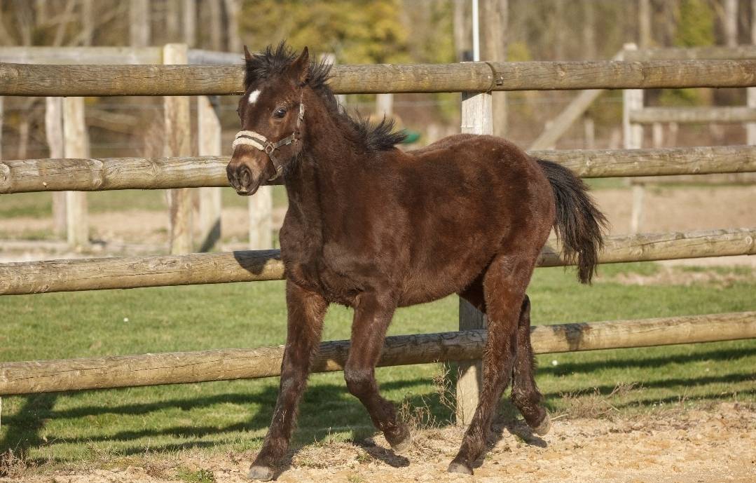 Caballo castrado New Forest En venta 2025 Isabelo por L'ancelot du m&eacute;nage