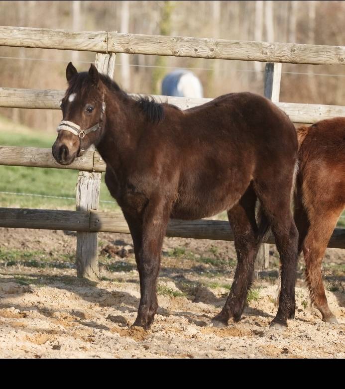Caballo castrado New Forest En venta 2025 Isabelo por L'ancelot du m&eacute;nage