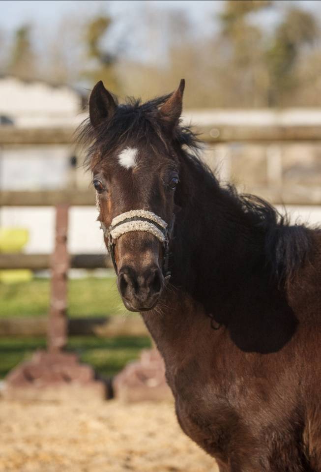 Caballo castrado New Forest En venta 2025 Isabelo por L'ancelot du m&eacute;nage