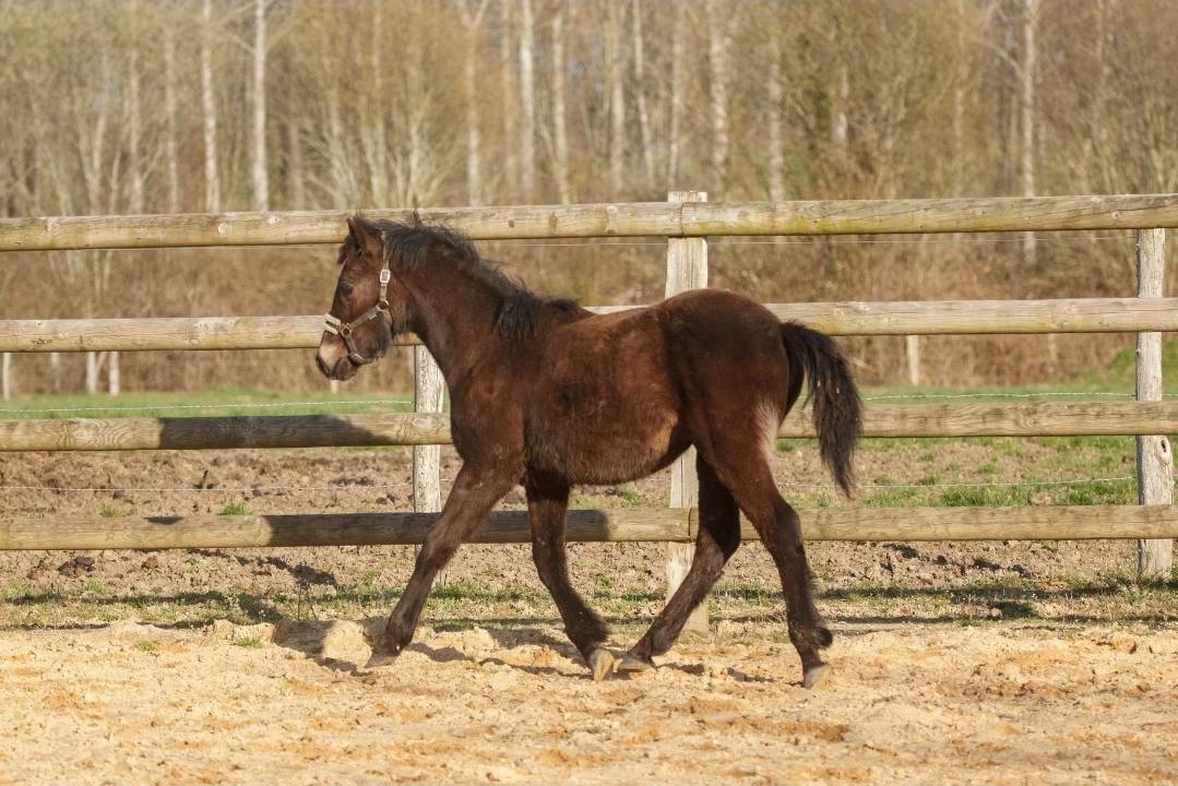 Caballo castrado New Forest En venta 2025 Isabelo por L'ancelot du m&eacute;nage