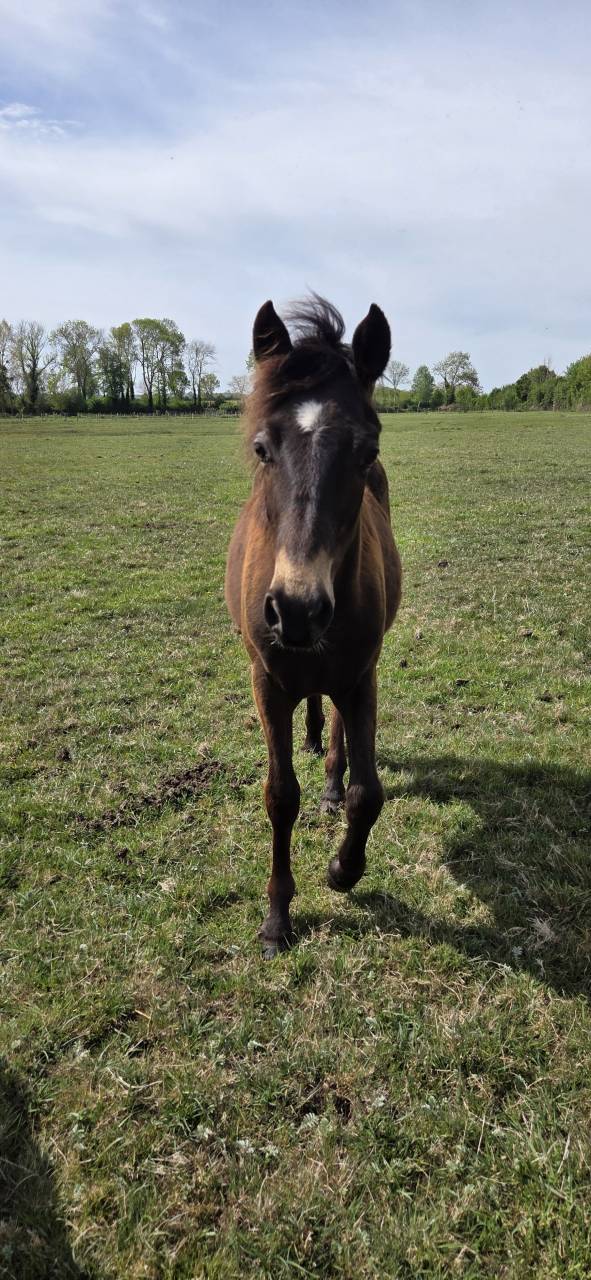 Caballo castrado New Forest En venta 2025 Isabelo por L'ancelot du m&eacute;nage