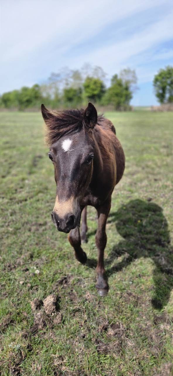 Caballo castrado New Forest En venta 2025 Isabelo por L'ancelot du m&eacute;nage